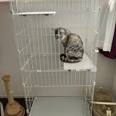 猫 ケージ 2段   大型 猫 ゲージ スリム 猫ケージ PSCC-752 PSCC-753 二段 省スペース 多頭飼い スリムキャットケージ2段 PSCC-752 アイリスオーヤマ スリムケージ コンパクト 留守番 保護  子猫 組立 簡単 転倒防止 チェーン付 脱走防止 アイリスオーヤマの画像