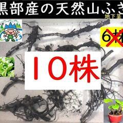 すぐにお渡し出来ます黒部産・天然野生・蕗・フキ・ふきのとう・丈夫...