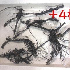 すぐにお渡し出来ます黒部産・天然野生・蕗・フキ・ふきのとう・丈夫な地下茎・10株の画像