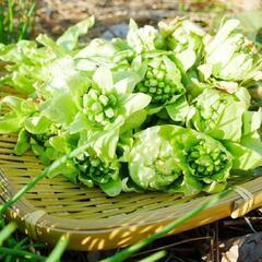 すぐにお渡し出来ます黒部産・天然野生・蕗・フキ・ふきのとう・丈夫な地下茎・10株の画像