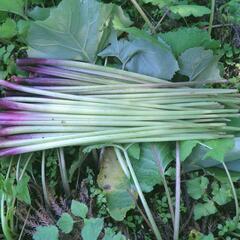 すぐにお渡し出来ます黒部産・天然野生・蕗・フキ・ふきのとう・丈夫な地下茎・10株の画像
