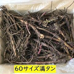 すぐにお渡しできます黒部産・天然野生・蕗・フキ・ふきのとう・丈夫な地下茎・40株・蕗じゅうたん可能！の画像