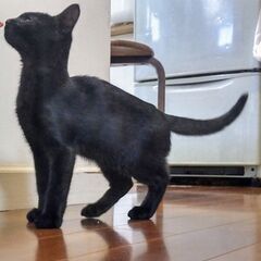 　生後２週齢から育てた保護子猫(現在3月齢)。ブリティッシュショートヘアー系雑種　黒毛の男の子 − 茨城県