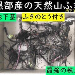 すぐにお渡しできます ♪黒部産・天然野生・蕗・フキ・ふきのとう付...