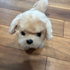 動くワンちゃんの画像