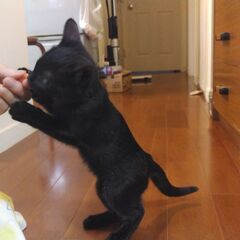 　生後２週齢から育てた保護子猫(現在3月齢)。ブリティッシュショートヘアー系雑種　黒毛の男の子 - 里親募集