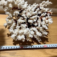 サンゴ礁の画像
