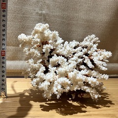 サンゴ礁