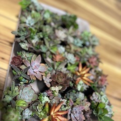 イベント用多肉植物の寄せ植え2号ポットの画像