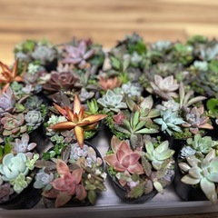 イベント用多肉植物の寄せ植え2号ポット