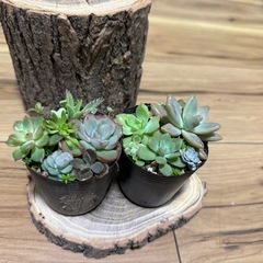 イベント用多肉植物の寄せ植え2号ポットの画像