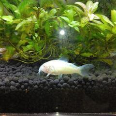 アルビノコリドラス