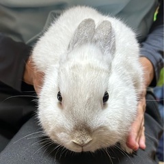 うさぎ　1才5ヶ月