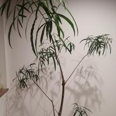 観葉植物  ボトルツリー の画像