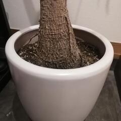観葉植物  ボトルツリー の画像