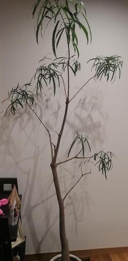 観葉植物  ボトルツリー
