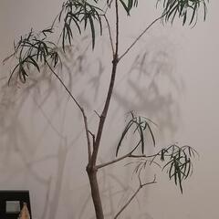 観葉植物  ボトルツリー 