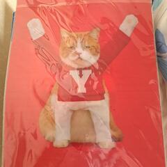 桐谷美玲 クリアファイルの画像