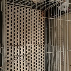 うさぎ小屋