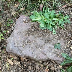 無料庭石 お引き取り千葉県佐倉市 の画像