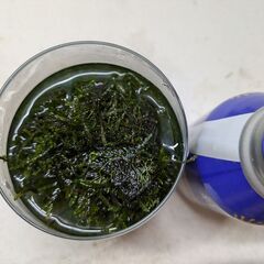 水草/ウィローモス & レッドラムズホーン稚貝の画像
