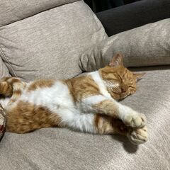 茶トラの男の子です - 猫