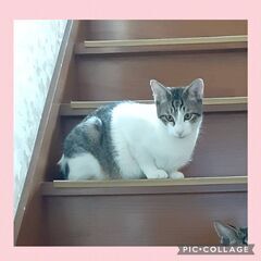 キジ白 8ヶ月 男の子 お膝大好きです