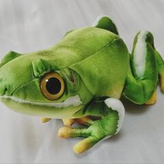 カエル色々の画像