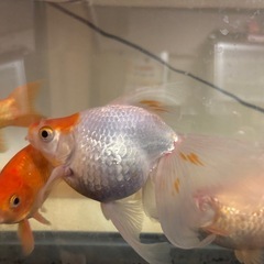 琉金・金魚
の画像