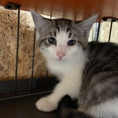 マンチカン　長足　女の子