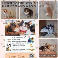 1/5(日) 保護猫の譲渡会 名古屋市中村区