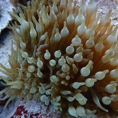 サンゴイソギンチャク