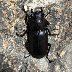 メタリフェルホソアカクワガタ　♀単品