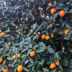 [年末限定]無農薬　きんかん　採れたて　葉付き可能　202412301