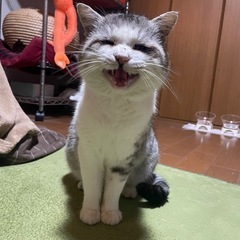 顔の大きなモテモテにゃんこ - 紫波郡