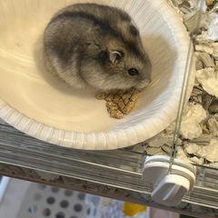 ジャンガリアンハムスター　里親決定しました。
