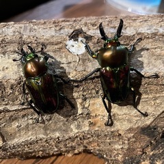 ニジイロクワガタペア　♀B品