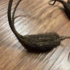 ツノゴマ/悪魔の爪  3個の画像