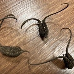 ツノゴマ/悪魔の爪  3個の画像