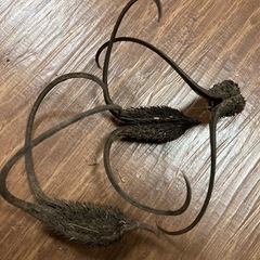 ツノゴマ/悪魔の爪  3個の画像