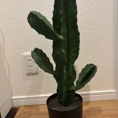 フェイク植物　　サボテン