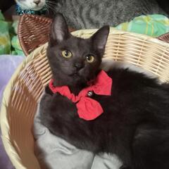 甘えん坊の黒君★初めて飼う方や小さなお子さんも◎