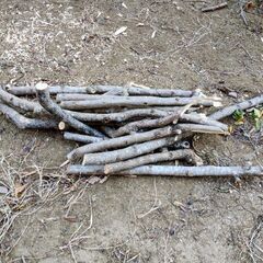薪ストーブ用に 柿、梅、椿、イチジクなどの枝、幹の画像