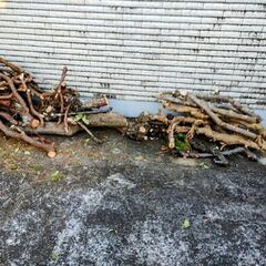 薪ストーブ用に 柿、梅、椿、イチジクなどの枝、幹の画像