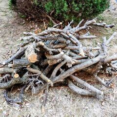 薪ストーブ用に 柿、梅、椿、イチジクなどの枝、幹の画像