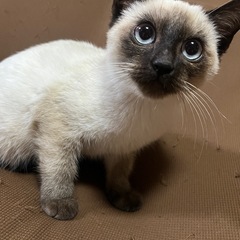 ※里親さん決まりました※3ヶ月　シャムミックス美にゃんこです