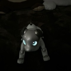 ソニーaiboの画像