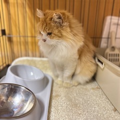 埼玉県飯能市武蔵横手駅近辺 - 猫