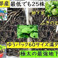 すぐにお渡しできます♪黒部産・天然野生・蕗・フキ・ふきのとう・丈...