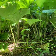 すぐにお渡しできます♪黒部産・天然野生・蕗・フキ・ふきのとう・丈夫で太長・最強の地下茎・25株強の苗の画像